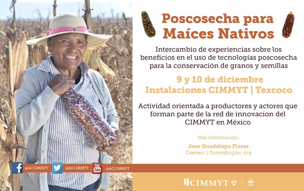 ACCIMMYT's tweet photo. 🌽 ¡Llega la poscosecha!
Un intercambio de experiencias entre productores sobre tecnologías para conservar maíces nativos. 🌱✨
🗓️ 9-10 dic
📍 CIMMYT, Texcoco
📧 j.flores@cgiar.org
¡Sigamos cuidando nuestras semillas! 💪
#Poscosecha #MaícesNativos #InnovaciónAgrícola https://t.co/9OpBburnOn