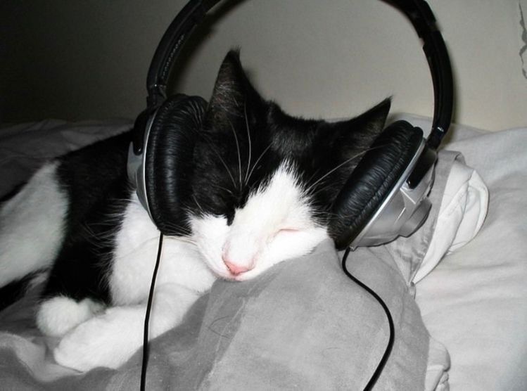 Kitty archives ♡ (@puppierz) on Twitter photo 