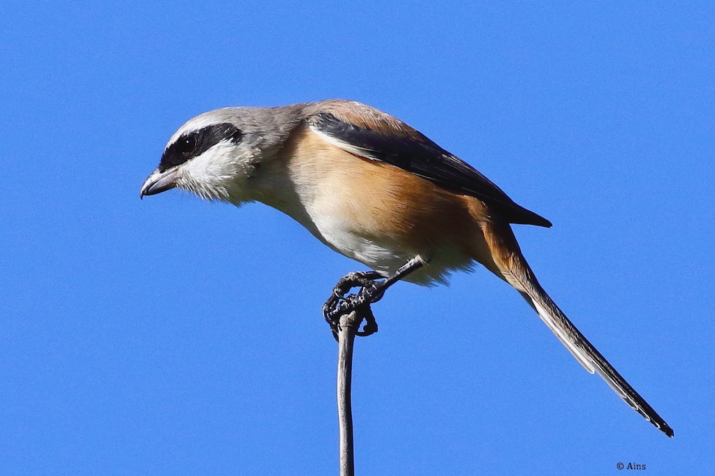 ains's tweet photo. Birding During the Last Week of November 2024 https://t.co/tC9VaTEYP7 https://t.co/YkF2zJFZI7