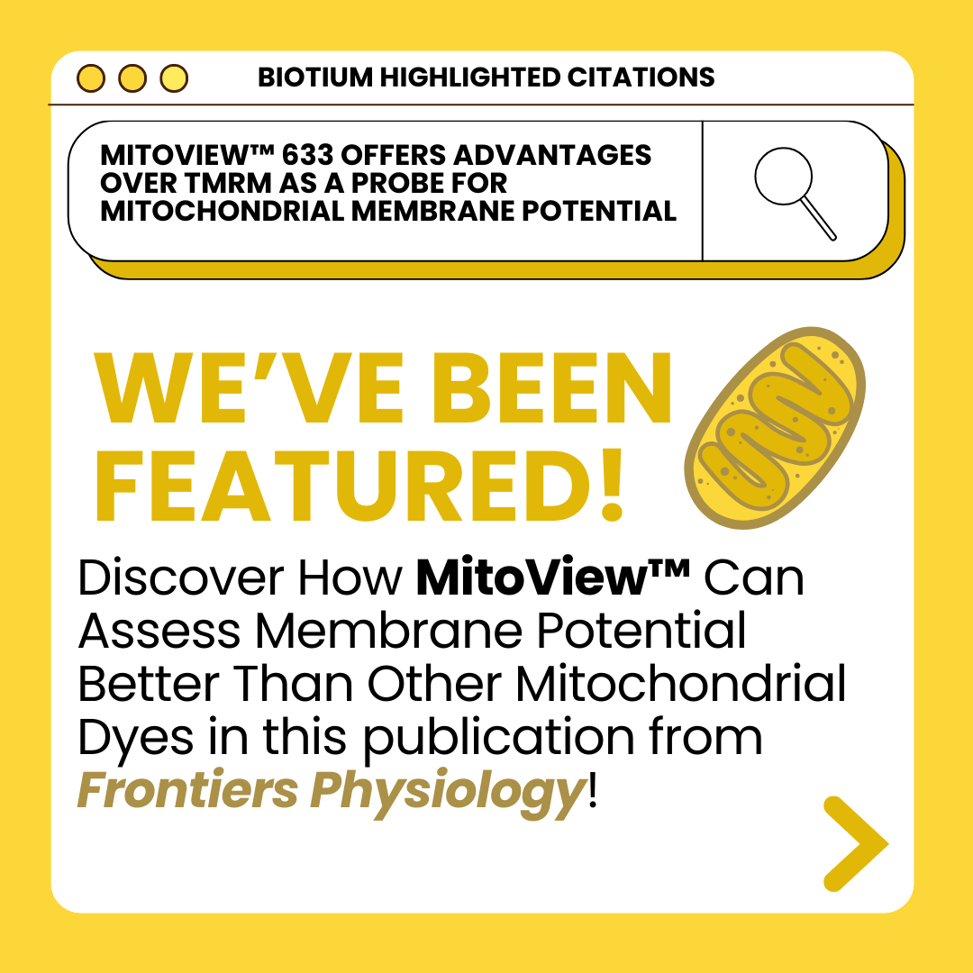 biotium's tweet photo. 📚✨ Hot off the Press: Read how our MitoView™ 633 was studied in this publication from Frontiers Physiology!

Read here: https://t.co/8UjvurLtMj

#mitochondria #sciencearticle #scienceread #sciencepublication #fluorescentdye #sciencecompany #frontiersphysiology https://t.co/tkATxkO5qG