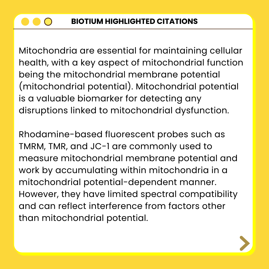 biotium's tweet photo. 📚✨ Hot off the Press: Read how our MitoView™ 633 was studied in this publication from Frontiers Physiology!

Read here: https://t.co/8UjvurLtMj

#mitochondria #sciencearticle #scienceread #sciencepublication #fluorescentdye #sciencecompany #frontiersphysiology https://t.co/tkATxkO5qG