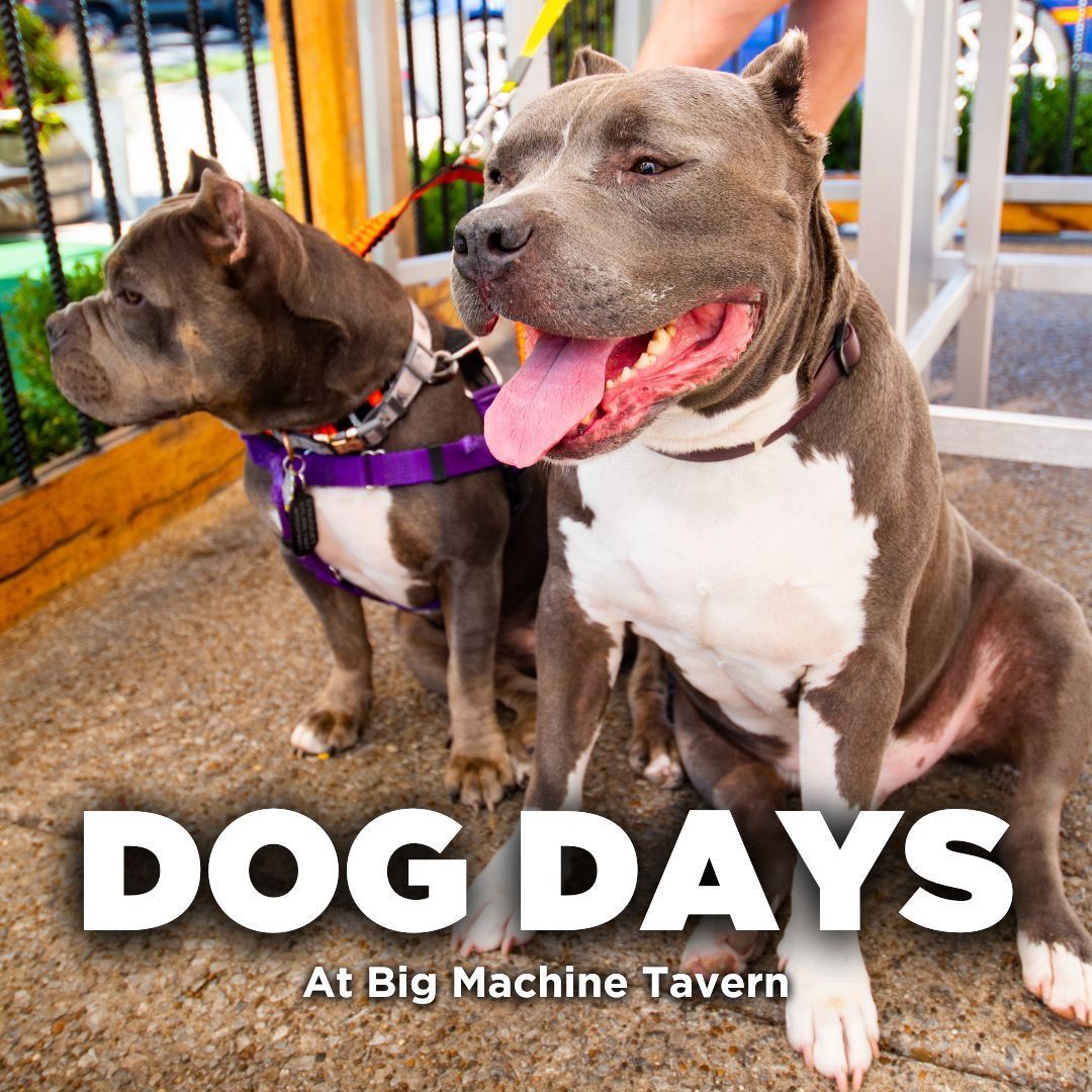 🐾Don't you just love these good boys?

🏷️
#dogfriendly #dogfriendlynashville #nashvilletn #nashville