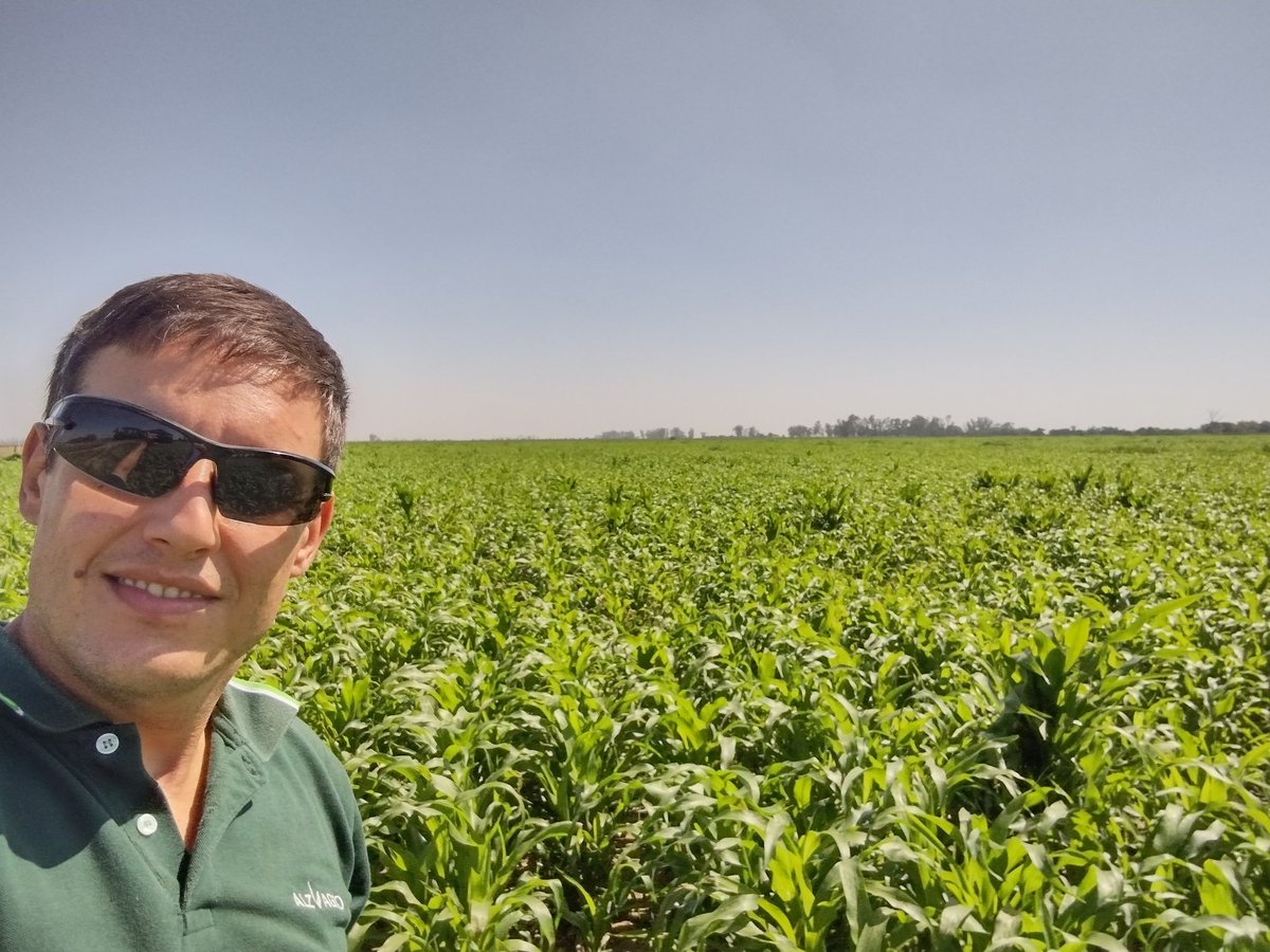 ImhoffDiego's tweet photo. Sorgo Rhodas Sprotect en la localidad de Villa Trinidad, excelente stock de plantas y sanidad.
@semillasnord @ALZ_Agro https://t.co/3rouRNZcnJ