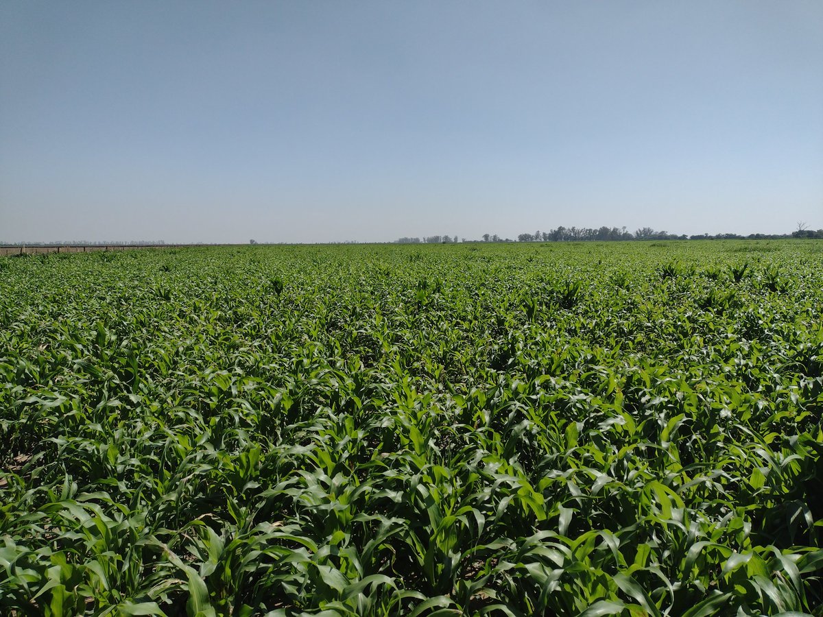 ImhoffDiego's tweet photo. Sorgo Rhodas Sprotect en la localidad de Villa Trinidad, excelente stock de plantas y sanidad.
@semillasnord @ALZ_Agro https://t.co/3rouRNZcnJ