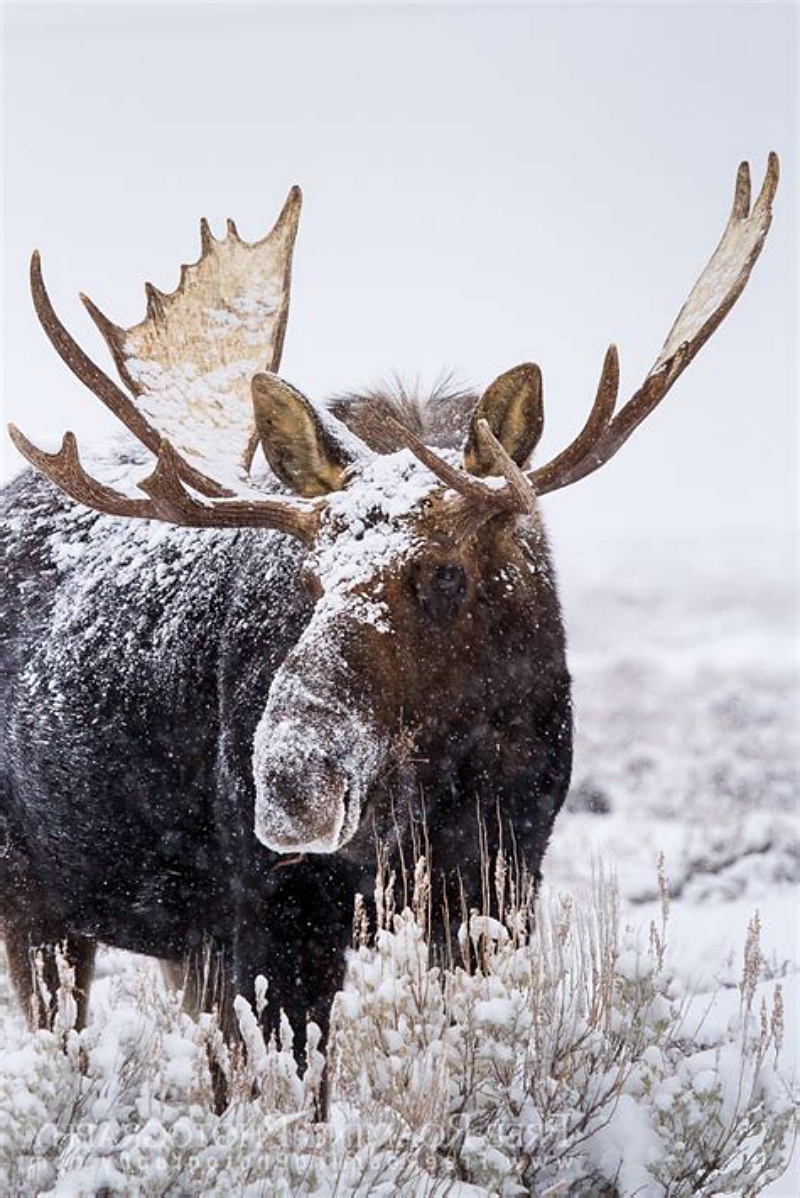 GleaningsWord's tweet photo. Moose Lake Ballet #moose #NaturePhotography #naturelovers #BibleStudy #WinterDrive #devotional #Christian #Gleanings #Corbinhttps://gleaningsfromtheword.com/?p=3081 https://t.co/ym7VkpEiTW