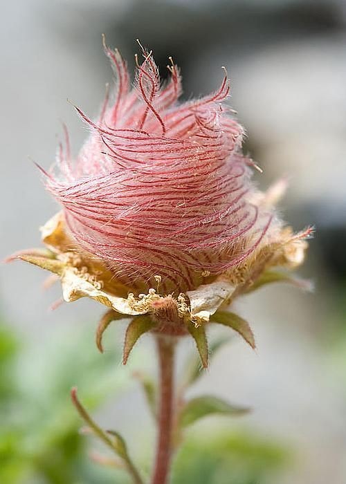 Untamedpath's tweet photo. "A delicate Prairie Smoke flower (Geum triflorum) unfurls its feathery plumes, revealing the intricate beauty of nature's design. #prairiesmoke #wildflower #naturephotography" https://t.co/pEwhjBdJhn