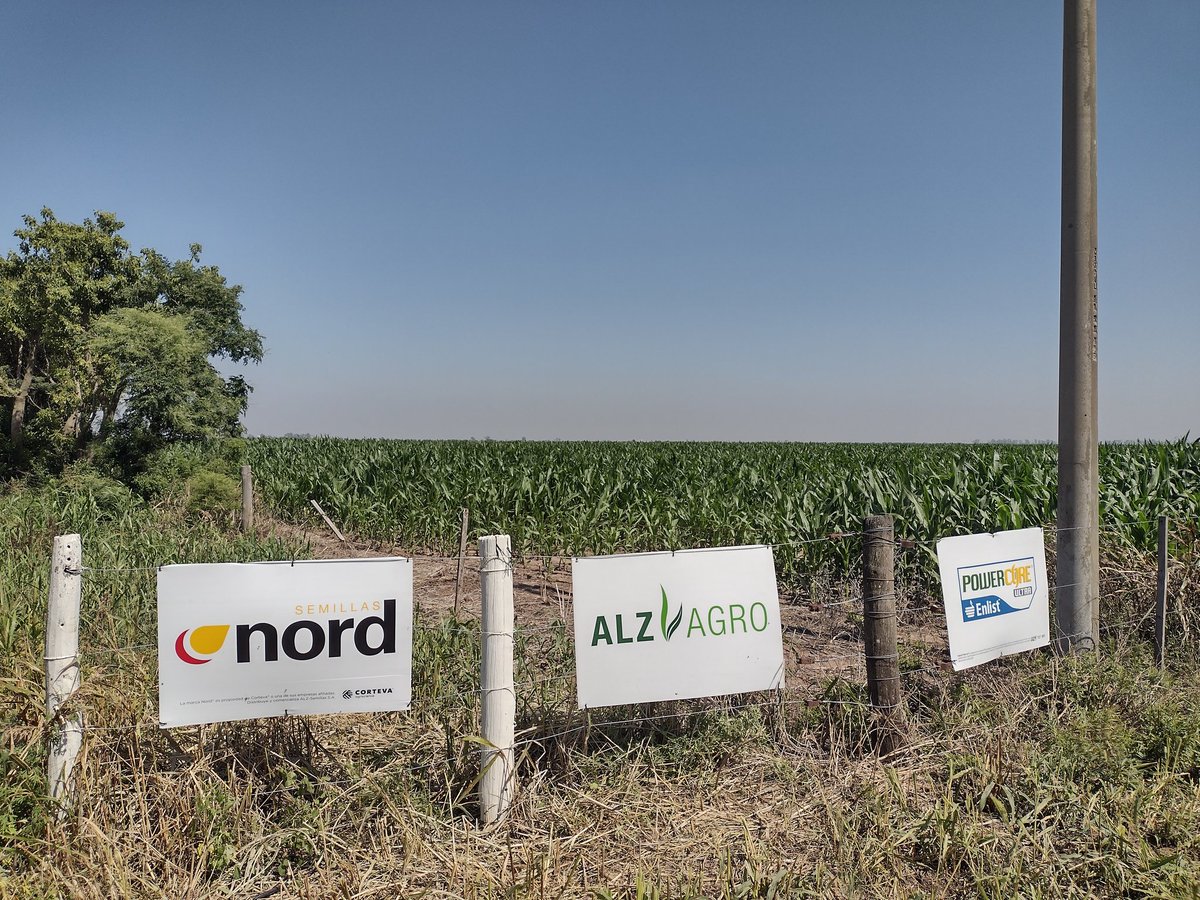 ImhoffDiego's tweet photo. Bórax pwue en la localidad de Freyre (cba), productor de la cooperativa de Freyre ; excelente desarrollo y se espera un muy buen rendimiento de silo.
@ALZ_Agro @semillasnord https://t.co/Qzmbiw29oK