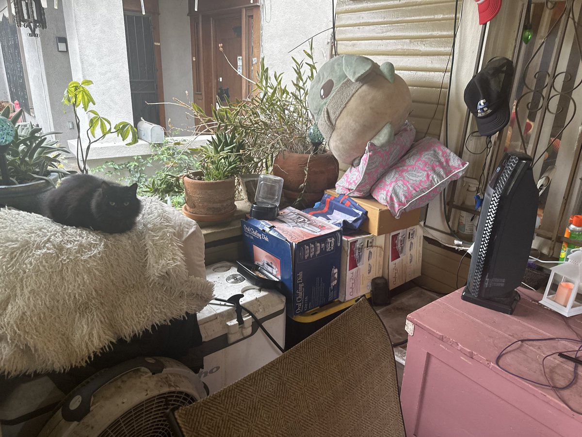 goRubenRuben's tweet photo. Oralè Resisters
My outdoor kitty Noir
She Got a heated blanket in her kennel and her own space heater, she’ll come inside when she ready, until then I’m keeping a very close eye on her in this cold weather! #BringThemInside https://t.co/HeKgkYkaE6