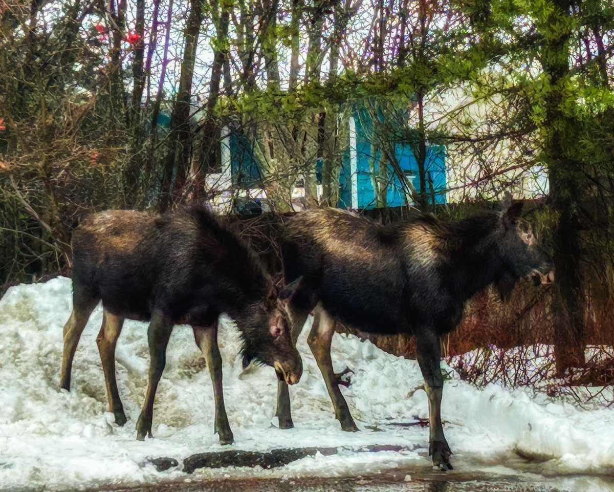 We had some very special visitors stop by our office yesterday! Perhaps a Big and a (not-so) Little coming to check out our programs! 💙

#BigsNBC #MentoringMatters #CityofPG #NorthernBC #OnlyintheNorth