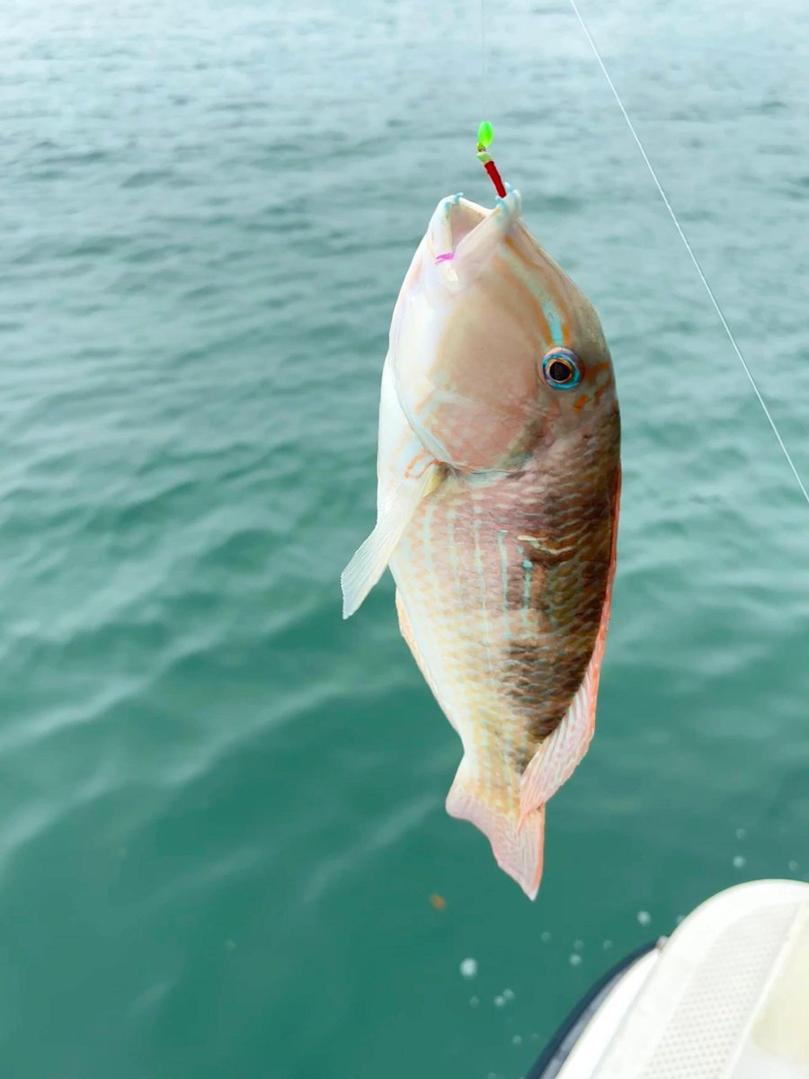 海釣りの小さな天才🐠 #出海フィッシング