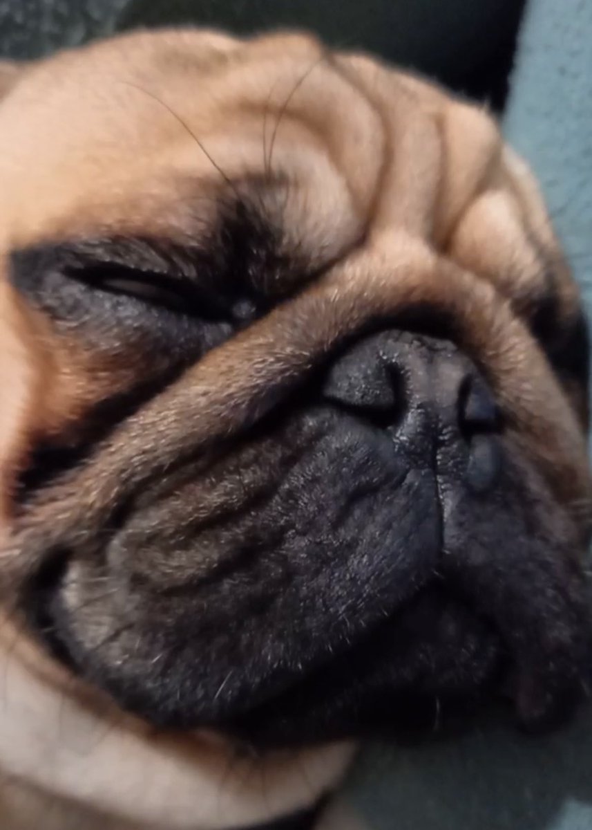 PugSnore's tweet photo. @chachamaru_pug Hey, I look just like like you 🐶 https://t.co/nuew76iMgc