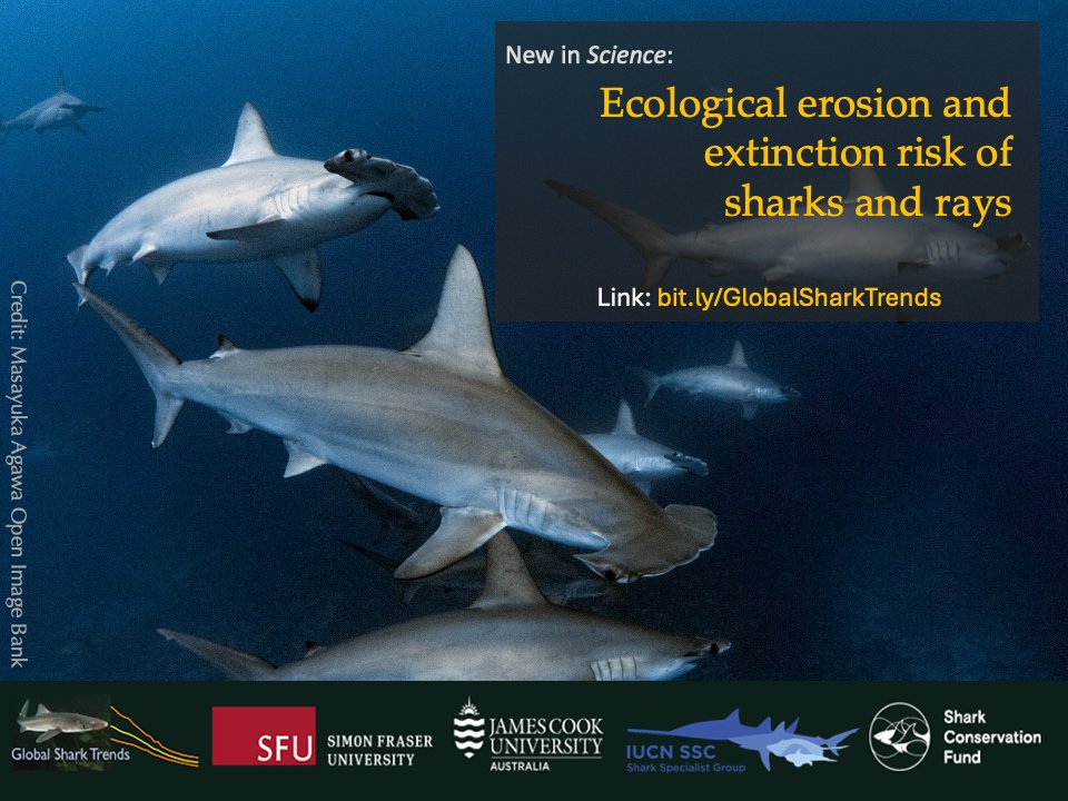 Nicholas Dulvy (@nickdulvy) on Twitter photo New #GlobalSharkTrends study published in <a href="/ScienceMagazine/">Science Magazine</a> reveals that #overfishing has more than halved shark & ray populations over the past 50-years causing widespread erosion of ecological function and exceptionally high extinction risk
👉🏽Full article bit.ly/GlobalSharkTre… New #GlobalSharkTrends study published in <a href="/ScienceMagazine/">Science Magazine</a> reveals that #overfishing has more than halved shark & ray populations over the past 50-years causing widespread erosion of ecological function and exceptionally high extinction risk
👉🏽Full article bit.ly/GlobalSharkTre…
