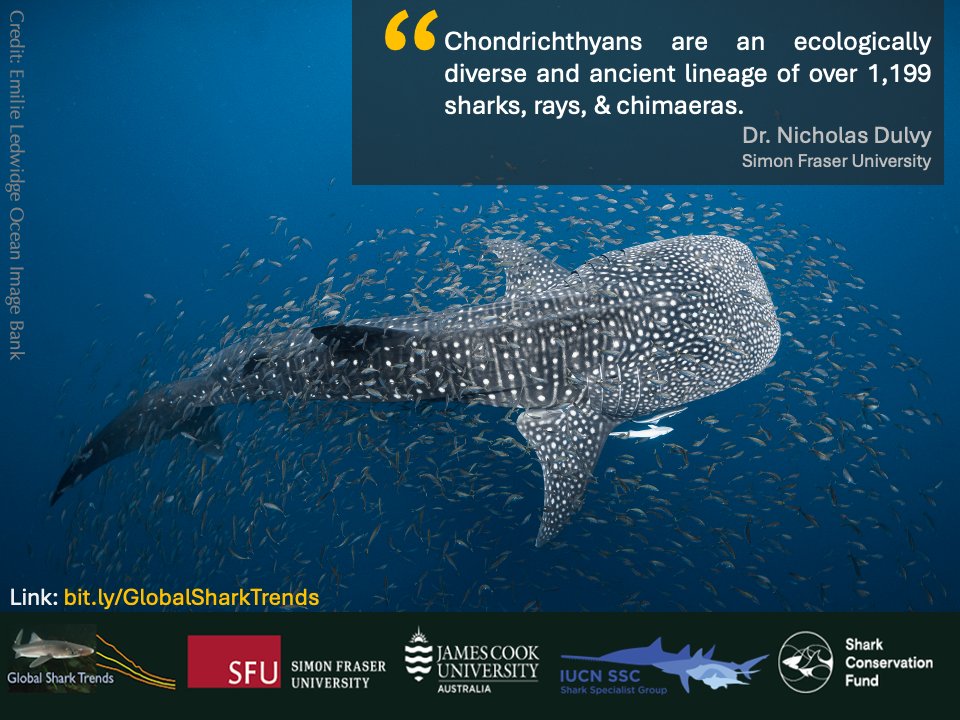 Nicholas Dulvy (@nickdulvy) on Twitter photo New #GlobalSharkTrends analysis funded by <a href="/SharkRayFund/">Shark Conservation Fund</a> serves as a #wakeupcall for urgent action to turn the tide for these extraordinary animals:
bit.ly/GlobalSharkTre…
🧵2/20
#EndOverfishing
#SustainableDevelopmentGoals New #GlobalSharkTrends analysis funded by <a href="/SharkRayFund/">Shark Conservation Fund</a> serves as a #wakeupcall for urgent action to turn the tide for these extraordinary animals:
bit.ly/GlobalSharkTre…
🧵2/20
#EndOverfishing
#SustainableDevelopmentGoals