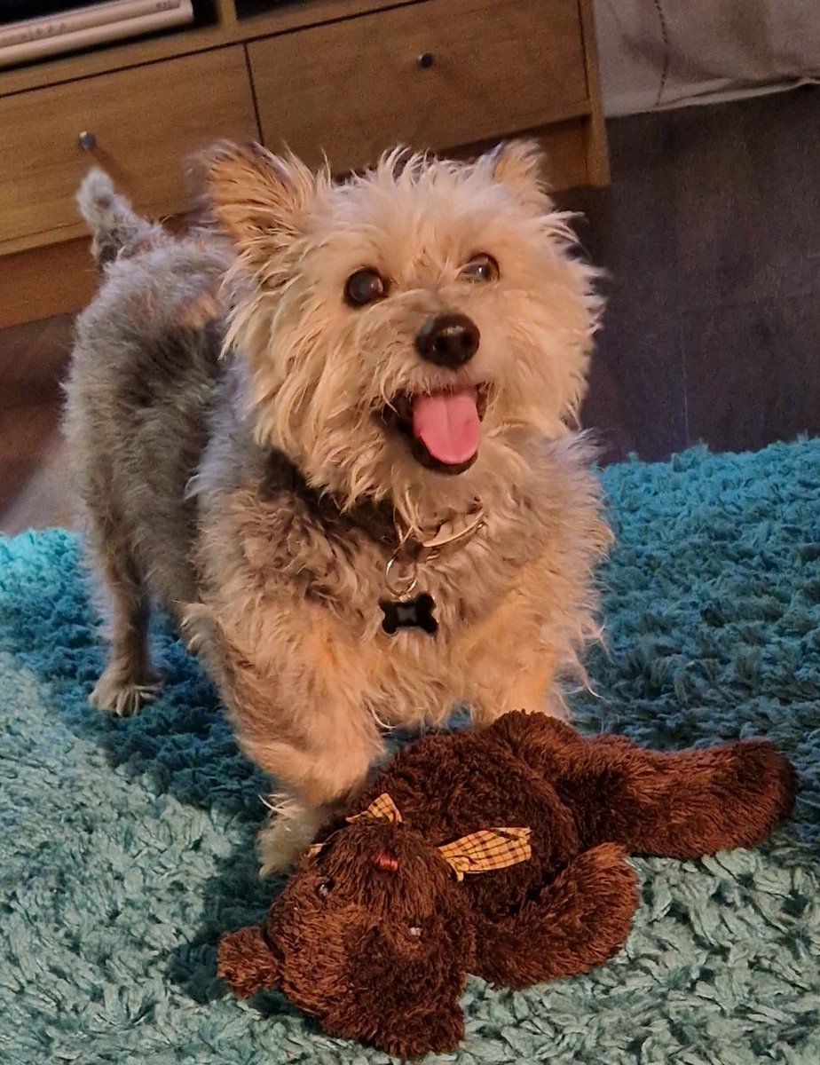 JACK BovverBoy 🐕 tweet media