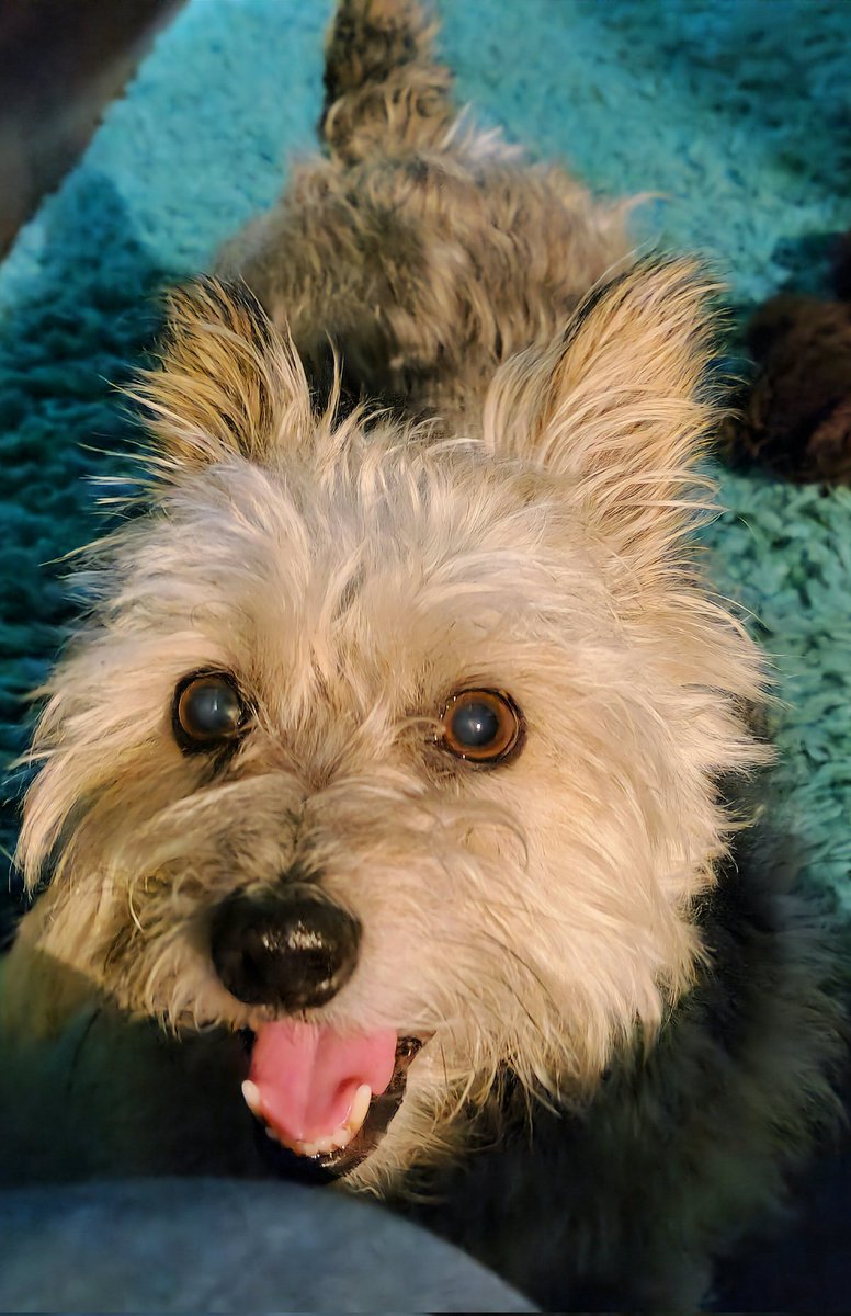 JACK BovverBoy 🐕 tweet media