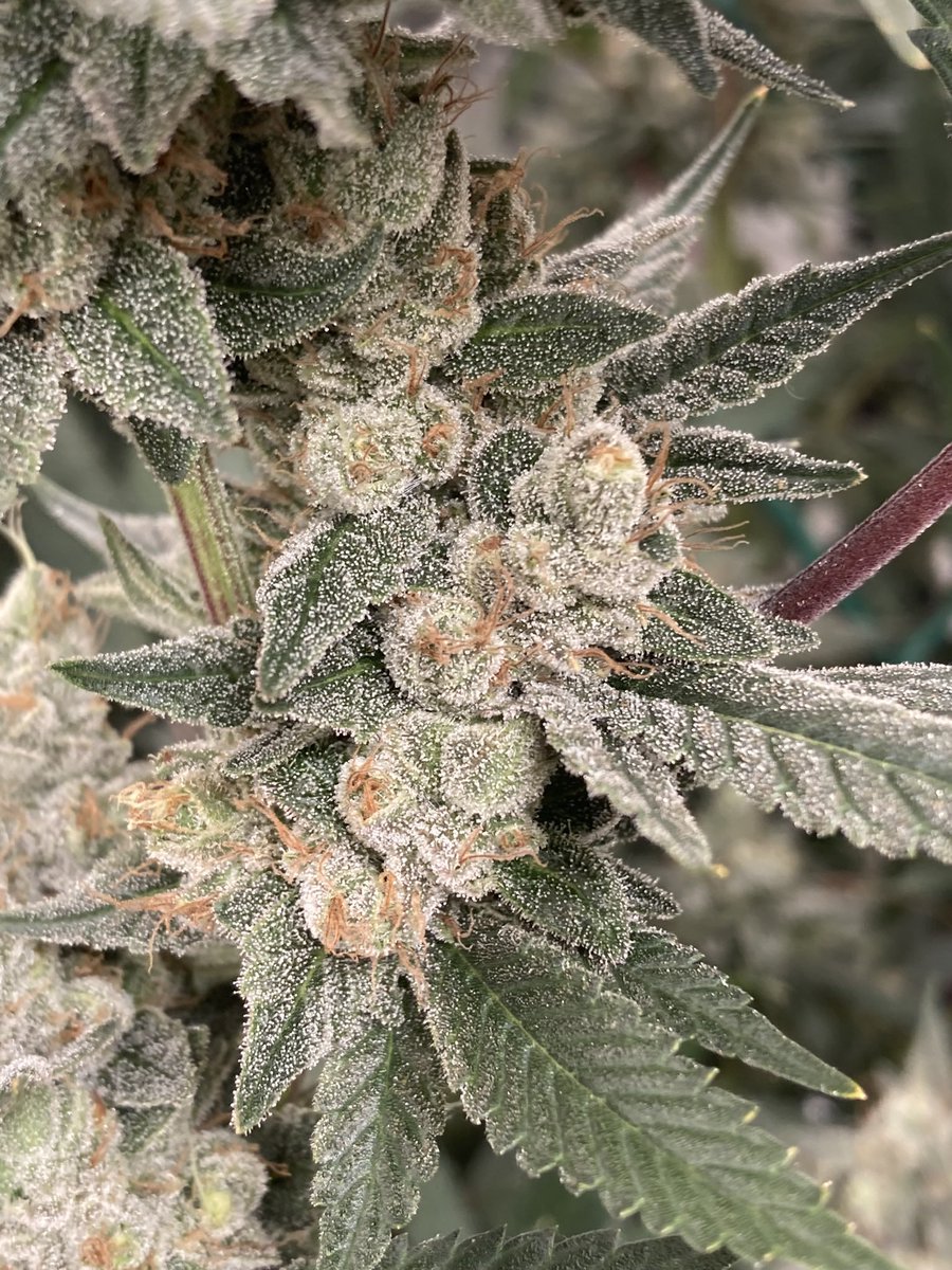 Sky lotus ( Snow lotus x Skywalker OG) day 65