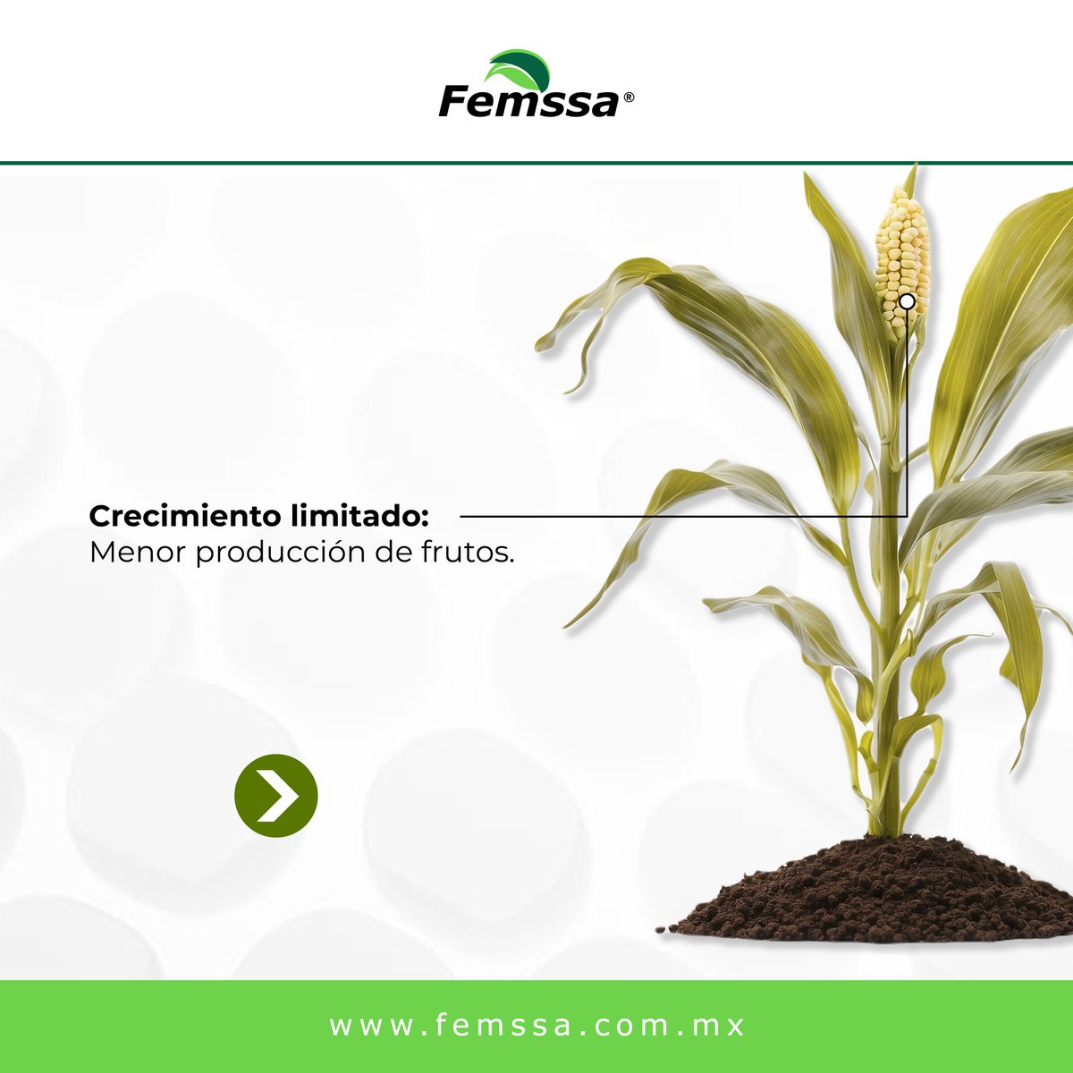 Femssa_'s tweet photo. El estrés por déficit hídrico es un problema común que puede comprometer la salud de tus plantas y reducir el rendimiento de tus cultivos. 

 Si detectas signos de estrés hídrico, actúa rápidamente, nosotros te podemos ayudar🤠

#femssa #plantas #deficithidrico #mexico https://t.co/Wo0aDqI2Sq