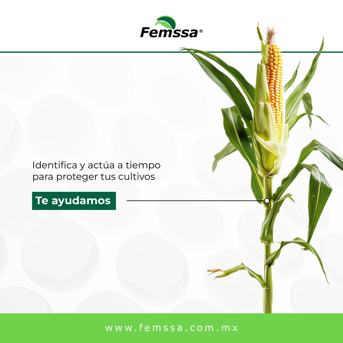El estrés por déficit hídrico es un problema común que puede comprometer la salud de tus plantas y reducir el rendimiento de tus cultivos. 

 Si detectas signos de estrés hídrico, actúa rápidamente, nosotros te podemos ayudar🤠

#femssa #plantas #deficithidrico #mexico