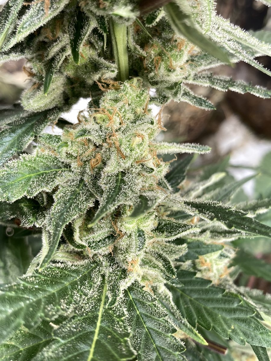 Super lemon haze day 65