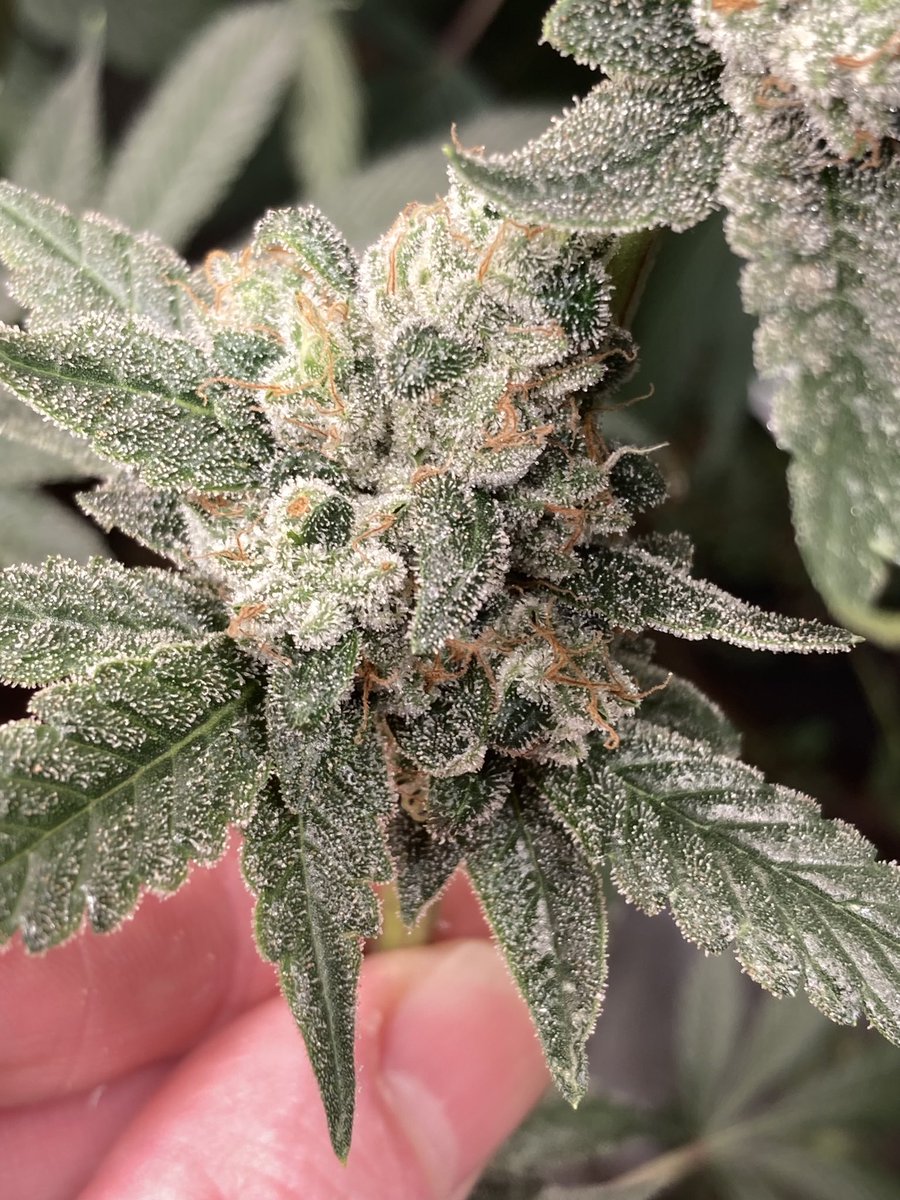 Hoodoo ( Crossroad Chem X Dominion Skunk )day 65