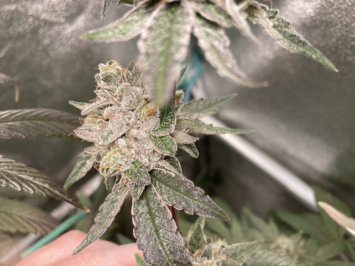 Death bubba day 69 F