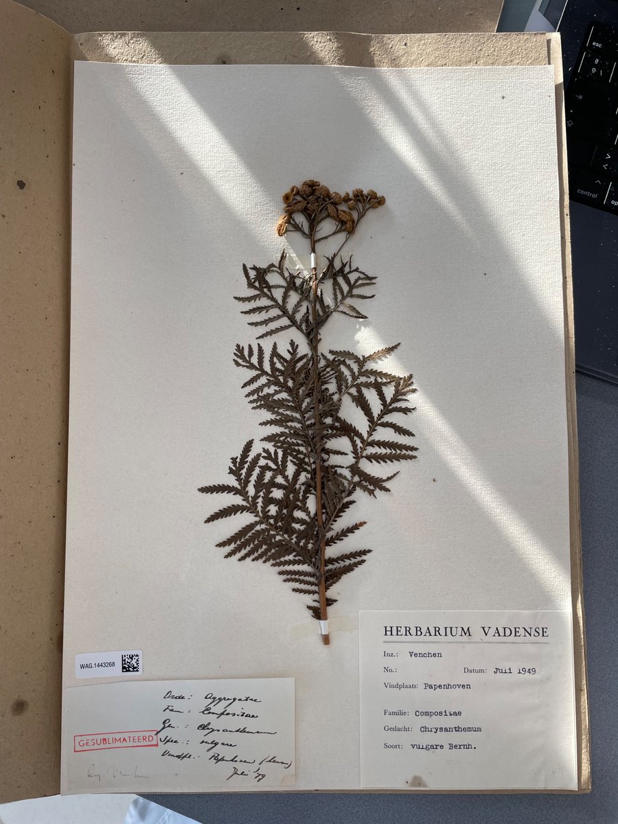 ecastilloalmans's tweet photo. Last week, I had the amazing opportunity to spend an afternoon working at the herbarium of Naturalis Biodiversity Center. It’s such a shame I couldn’t stay longer to explore the museum—I guess I’ll have to return to Leiden someday!😜 https://t.co/tnoFlMLNi5