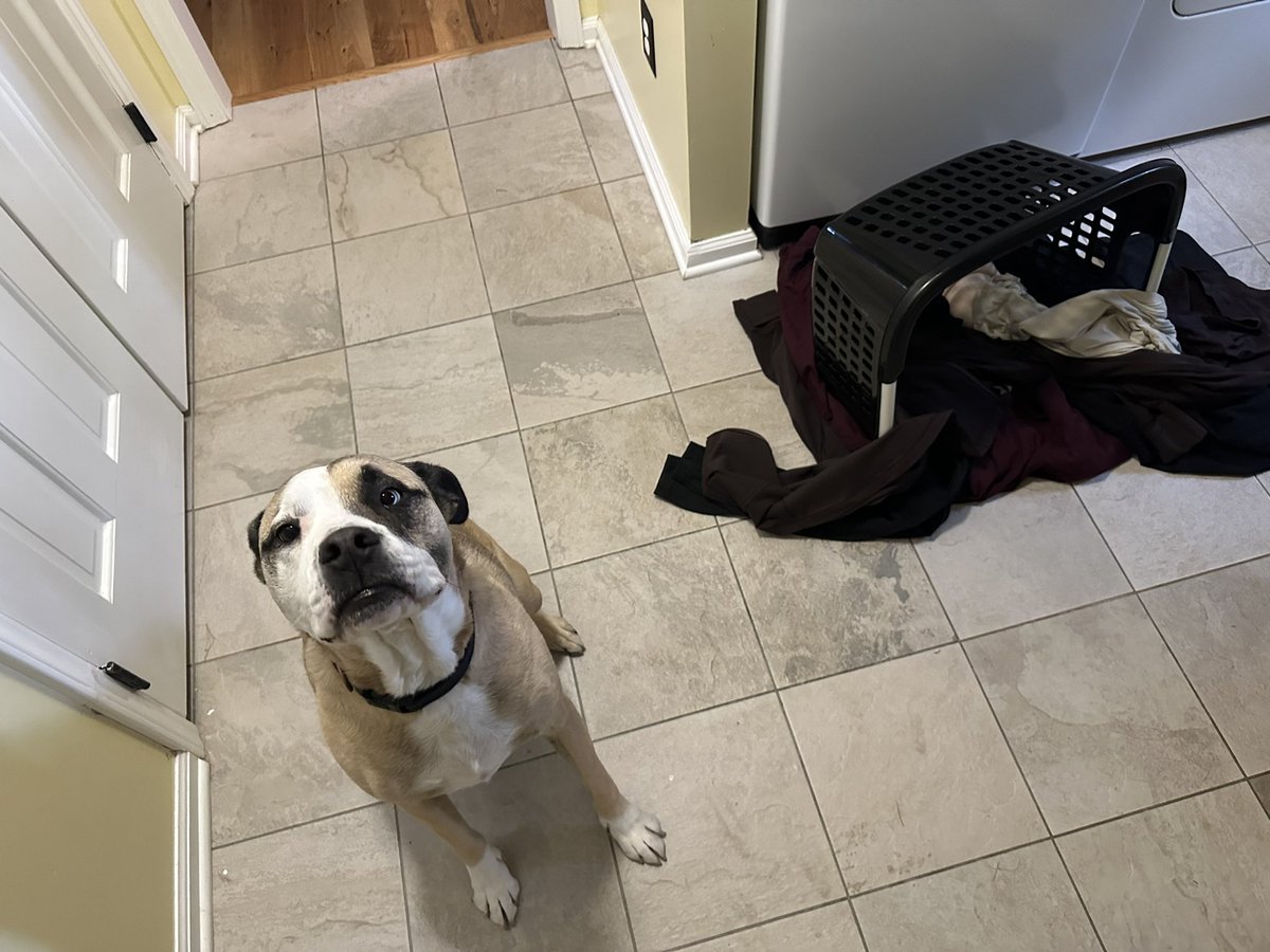 bobo thought he could foil my plans of going to IL by tipping my clean laundry over