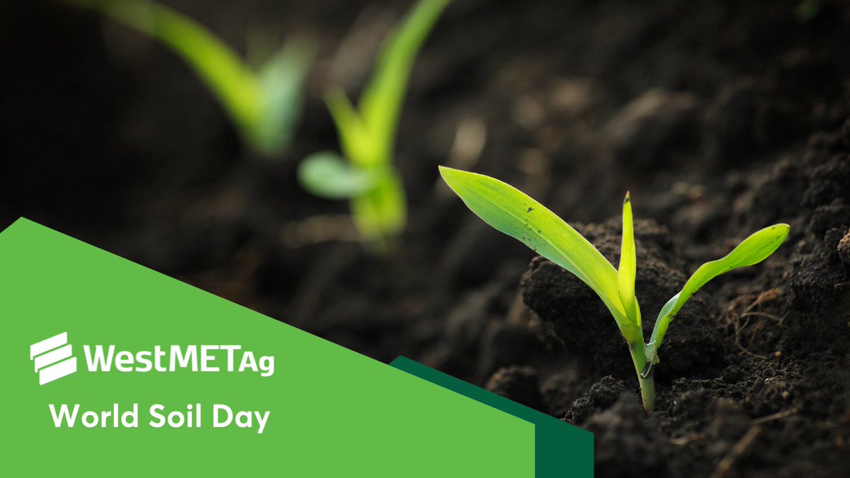 On World Soil Day, we're celebrating the soil that provides for us and the growers who are stewards of the land. This year's theme, Caring for Soils: Measure, Monitor, Manage, reminds us of the importance of using data to make informed soil management decisions.