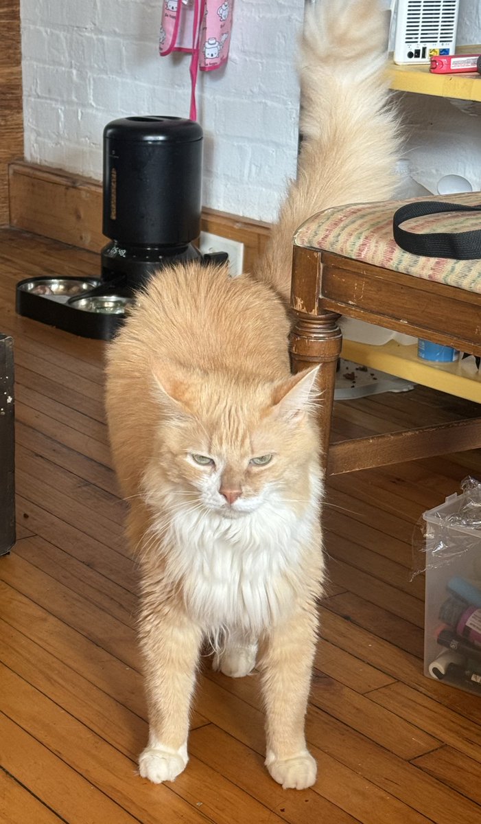 Disteal 🇵🇸 tweet media