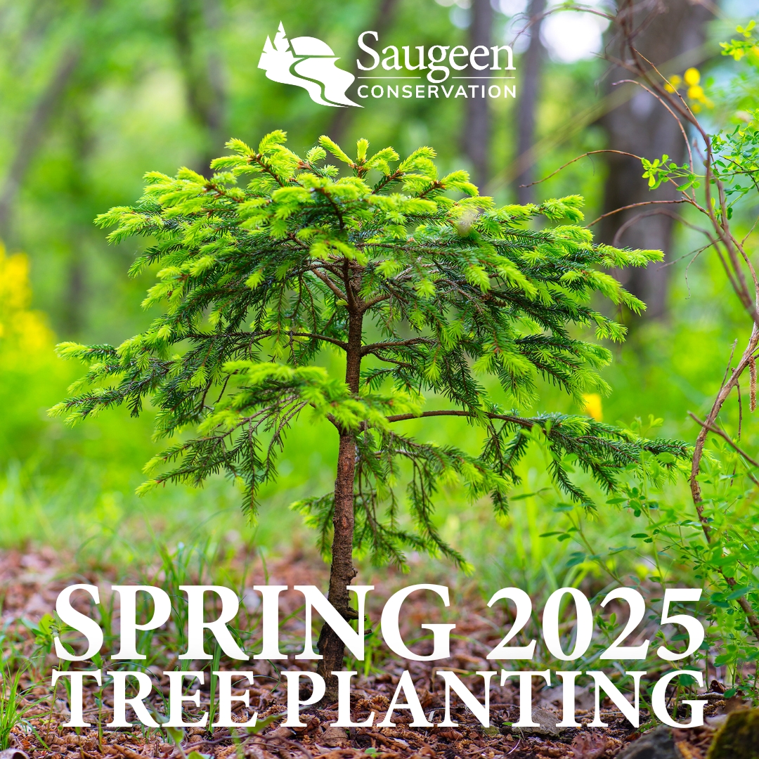 saugeenca's tweet image. 🌨️ Winter is for planning. Spring is for action. Let’s create a greener future together! Plan your spring tree planting with the experts at Saugeen Conservation.

Start here: saugeenconservation.ca/forestry

#TreePlantingSeason #ForestryPlanning #SaugeenConservation