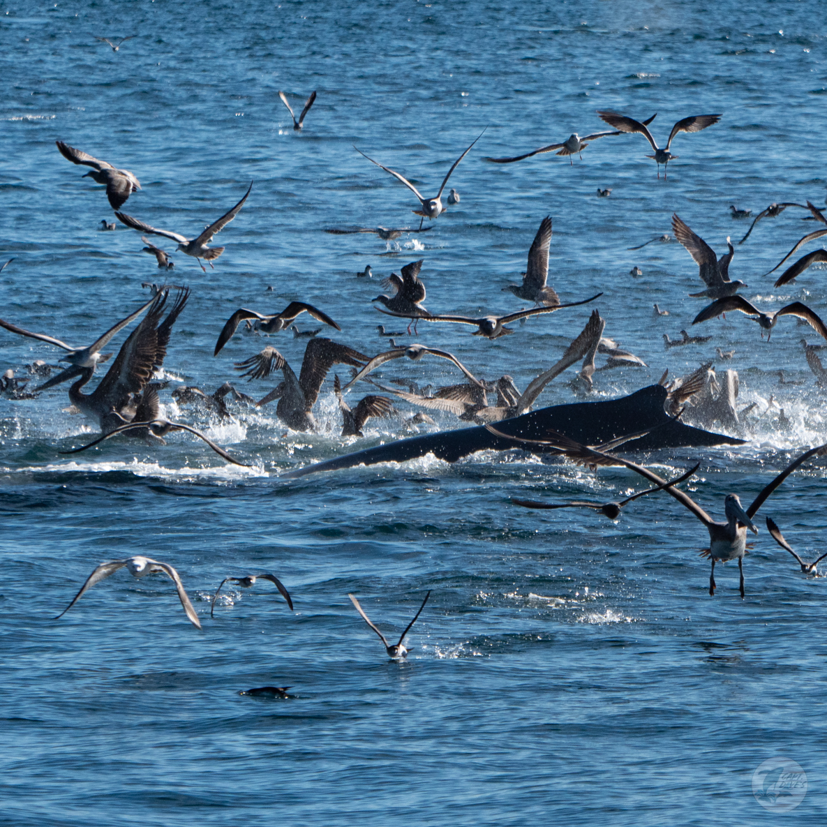 CaptDavesWhaleWatching tweet media