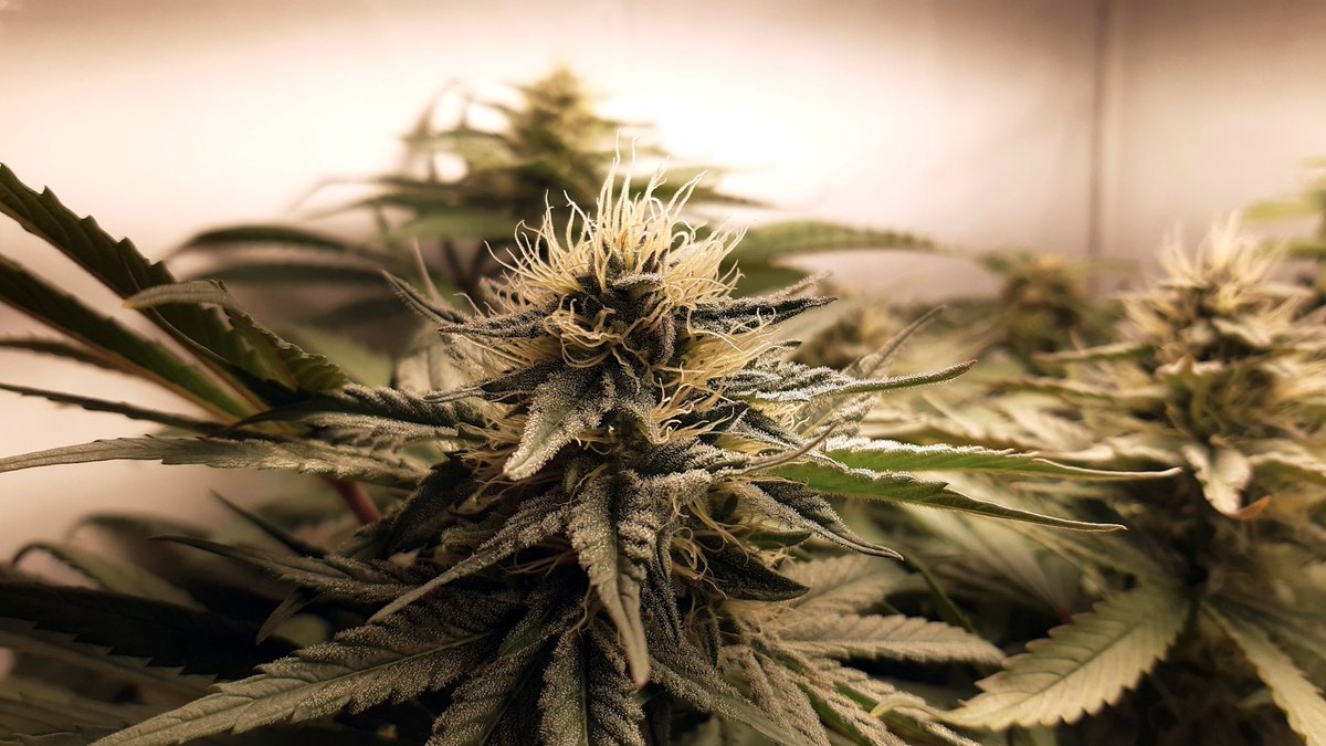laakekantsu's tweet photo. Uusia kuvia, ei mitään ihmeellistä. Hyvältä näyttää. #lääkekannabis #criticalmass https://t.co/o9O7tVaco2