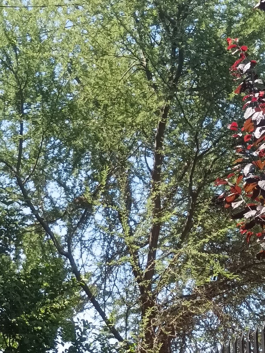 Tiareiu19's tweet photo. @sagchile hola! Quiero podar mi arbusto (es un arbusto con espinas) pero hay 2 nidos de pájaros, y cada vez la pajarita tiene más huevos, actualmente andan como 8 pájaros bebés...
Se meten a los techos y en la caja de la electricidad del poste https://t.co/0mQHHcDOVC