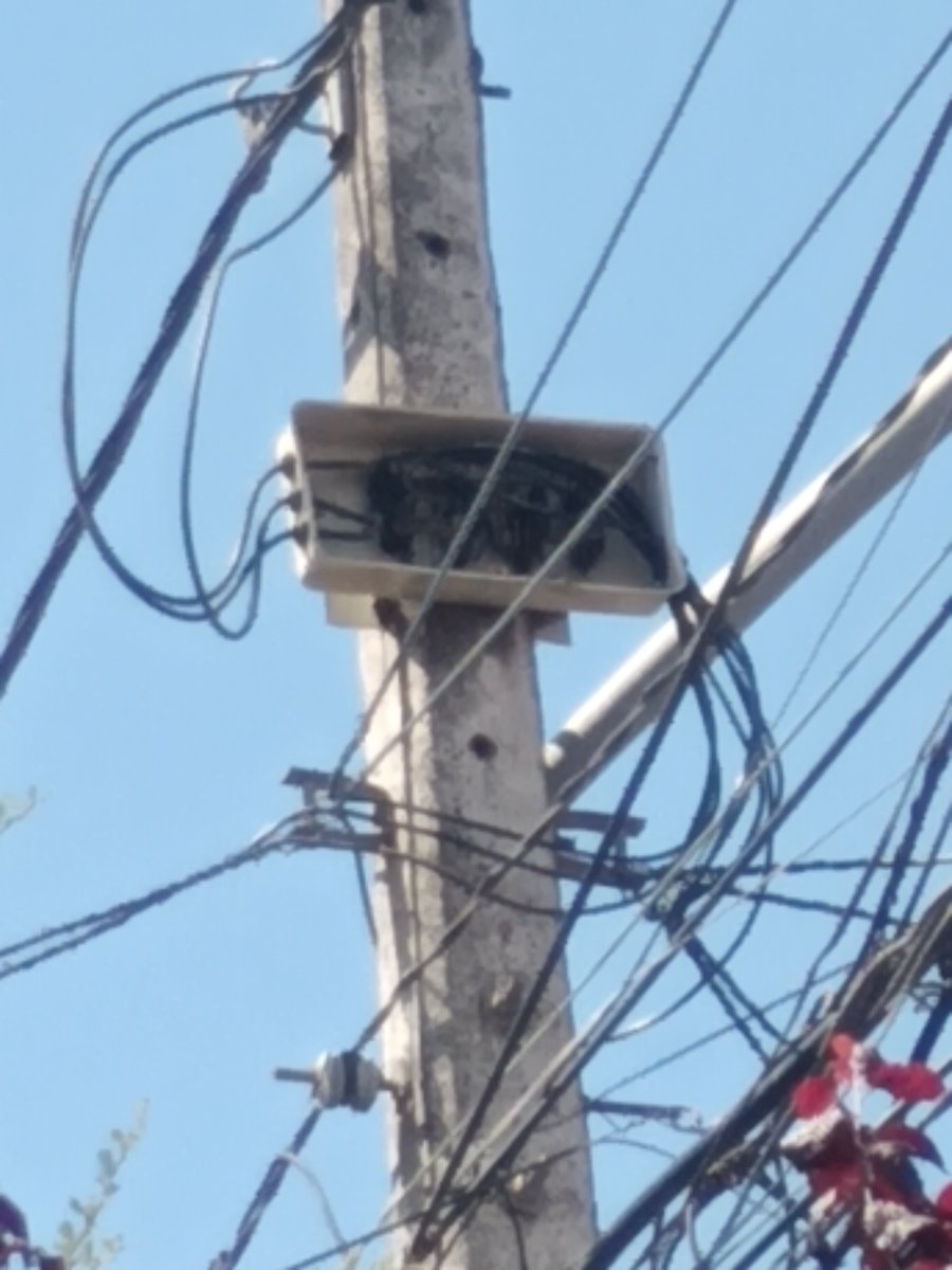Tiareiu19's tweet photo. @sagchile hola! Quiero podar mi arbusto (es un arbusto con espinas) pero hay 2 nidos de pájaros, y cada vez la pajarita tiene más huevos, actualmente andan como 8 pájaros bebés...
Se meten a los techos y en la caja de la electricidad del poste https://t.co/0mQHHcDOVC