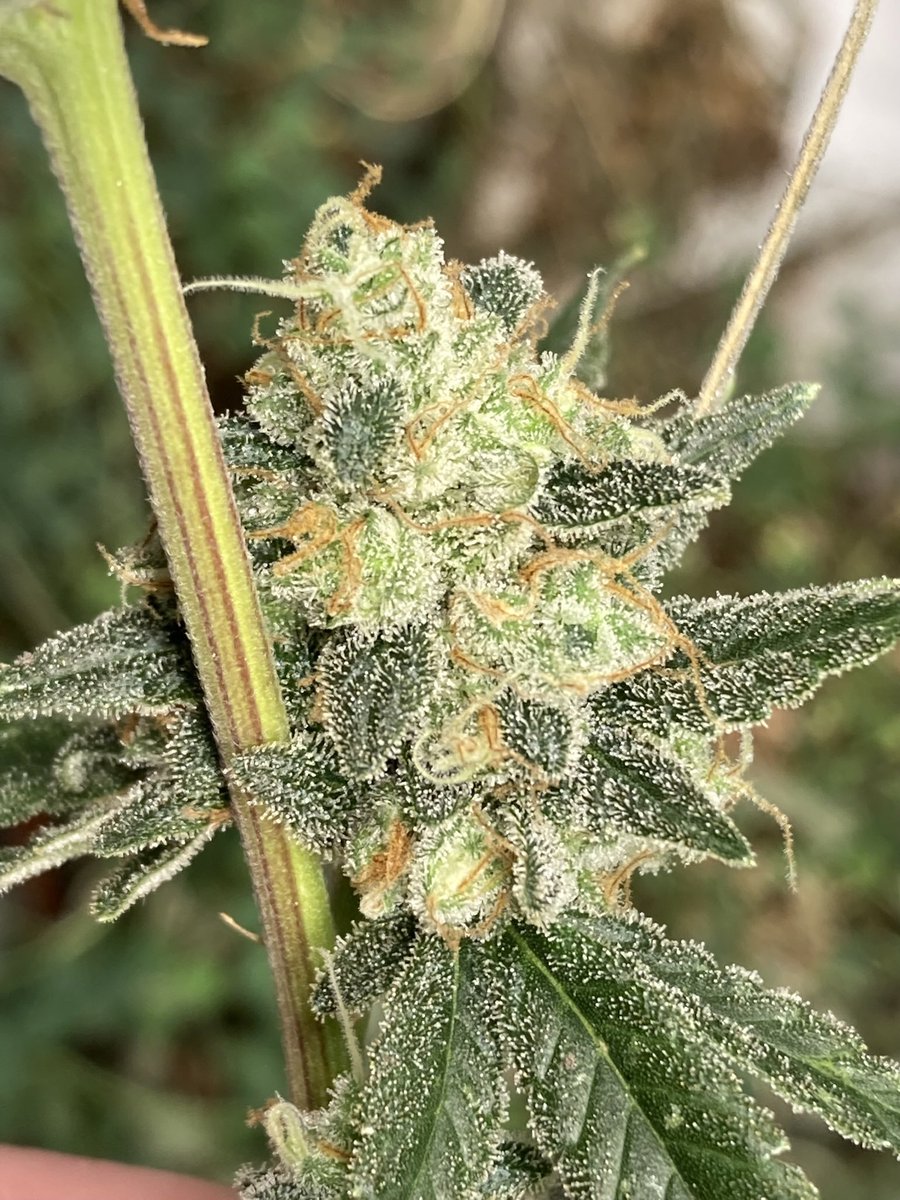 Secret chief ( SFV OG x 1988 G 13 hash plant ) day 63F