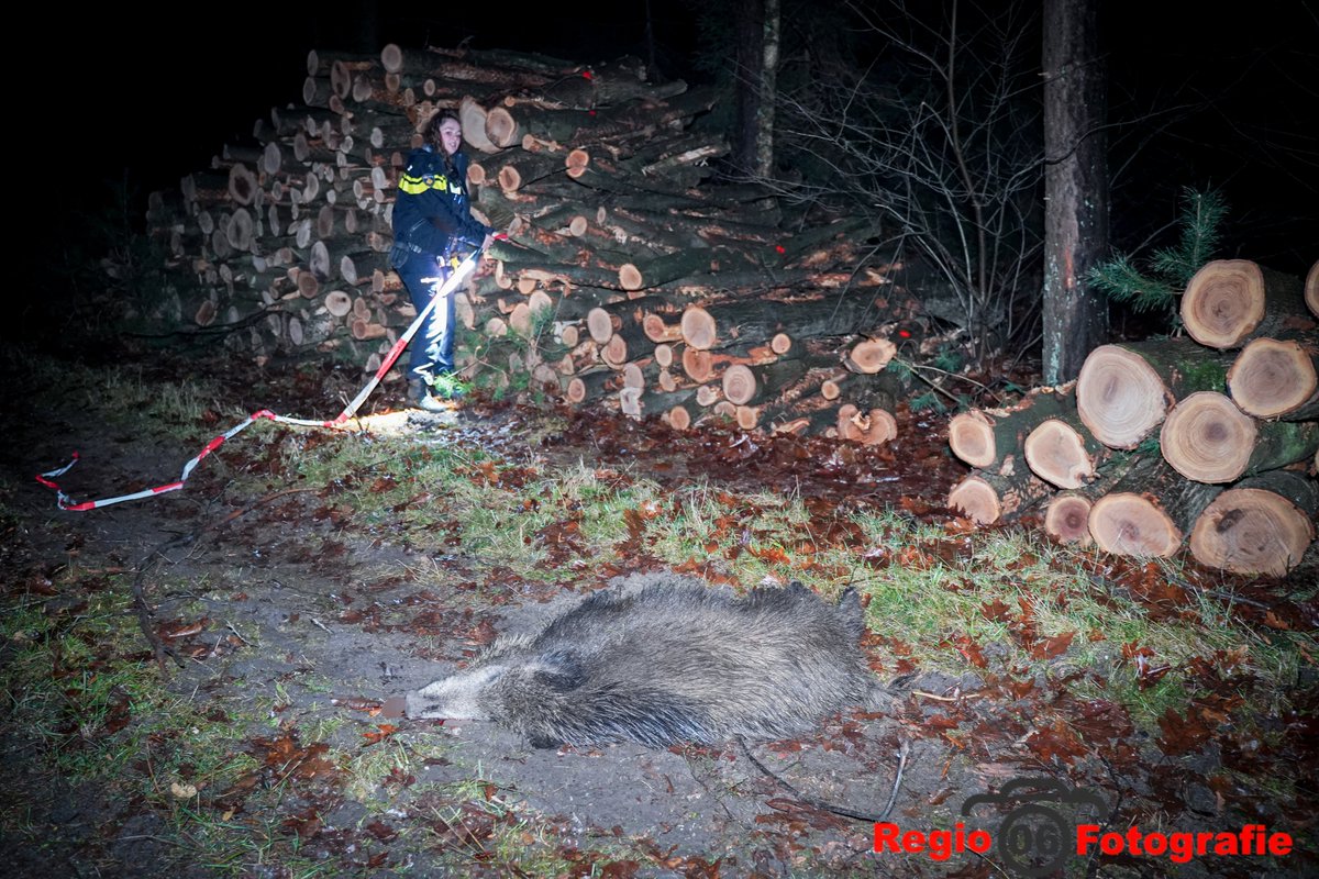 Aanrijding met zwijn veroorzaakt veel schade in Ugchelen