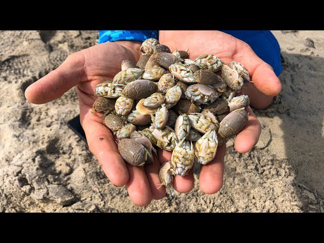 <a href="/AMAZlNGNATURE/">Nature is Amazing ☘️</a> Those are sand fleas also known as sand crabs. They migrate with the tides, feeding on plankton brought in by the waves.

Despite their name, they are not actually fleas or insects. They are related to crabs and lobsters.