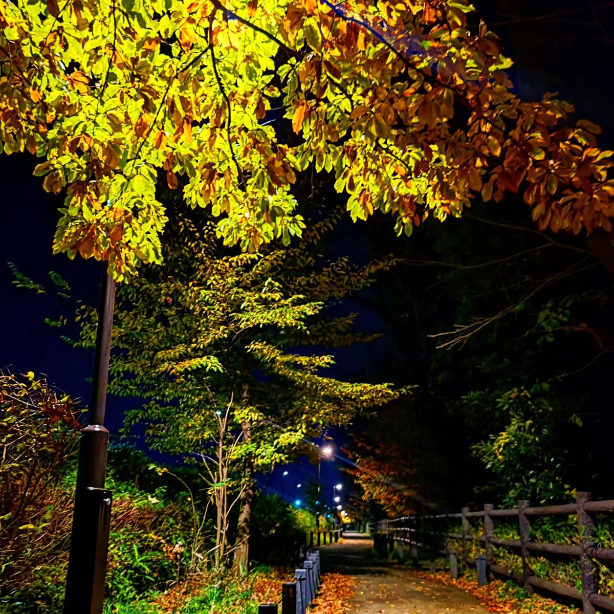 nobuyahida's tweet photo. 帰り道の寄り道の紅葉狩り🍁
これから東京は寒くなるみたいだぞー、体調管理はしっかりしましょう！ https://t.co/QlI7H2DLgt