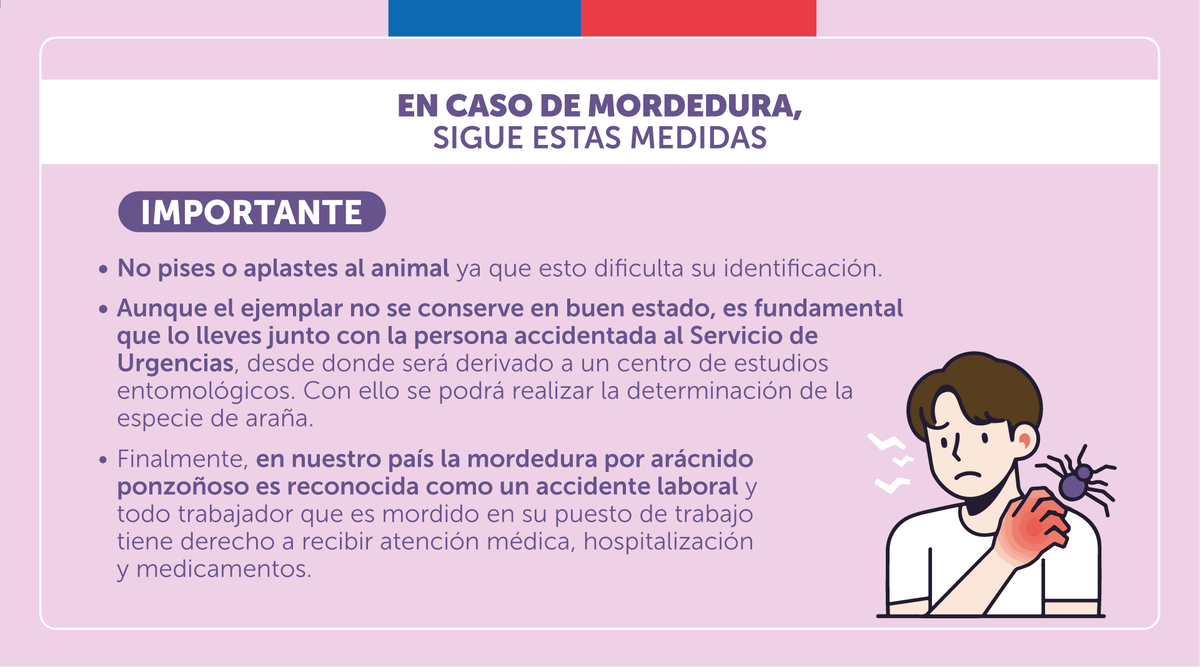 🕷️¡Cuídate de la mordedura de la araña de rincón!

Si sufres la mordedura de la araña de rincón, es importante que aprendas a diferenciar lo signos y síntomas asociados y donde debes acudir para cuidar tu salud de un cuadro grave.

📱Si tienes dudas o necesitas orientación de un