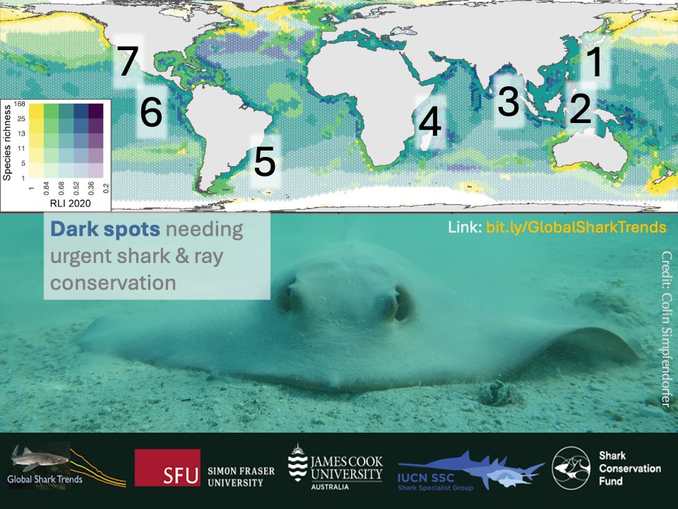 Researchers highlight troubling dark spots where shark &amp; ray biodiversity is plummeting, w/
👉 steep declines in RLI
👉 high richness &amp; endemicity:
1. Japan–Taiwan
2. Indonesia to New Guinea
3. India &amp; Bay of Bengal
4. Western Indian Ocean
5. SW Atlantic
6. Galapagos &amp; SE Pacific
