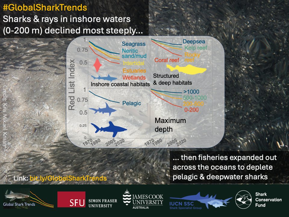 The wave of rising shark and ray extinction risk #GlobalSharkTrends
👉 started in rivers, estuaries, and nearshore coastal waters
👉 before rapidly expanding out across the oceans.
Lower risk only in harder-to-fish nearshore habitats, such as
👉 Kelp/algal reefs
👉 Rocky reefs,
