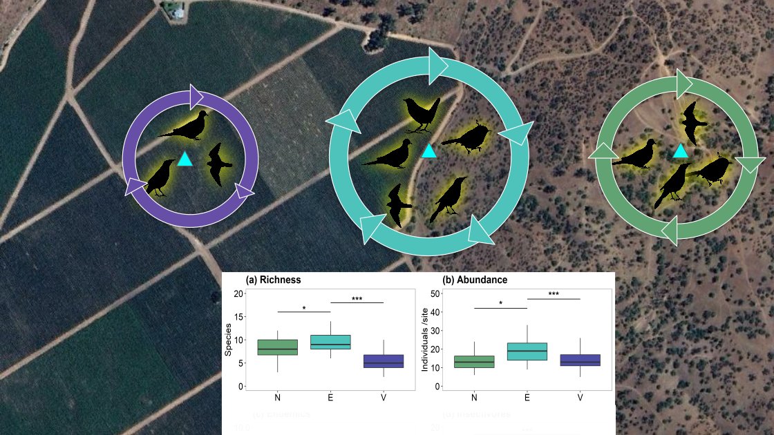 Andrés Muñoz-Sáez (@amunozsaez) on Twitter photo "Did you know that native vegetation at vineyard edges is key for birds? Edges with native plants increase richness and abundance, leading to conservation of #biodiversity and #agroecological functionality in vineyards <a href="/agronomiauchile/">Agronomía UChile</a> <a href="/capeschile/">CAPES</a> <a href="/FAOFFKP/">FAO Family Farming</a> mdpi.com/2077-0472/14/1… "Did you know that native vegetation at vineyard edges is key for birds? Edges with native plants increase richness and abundance, leading to conservation of #biodiversity and #agroecological functionality in vineyards <a href="/agronomiauchile/">Agronomía UChile</a> <a href="/capeschile/">CAPES</a> <a href="/FAOFFKP/">FAO Family Farming</a> mdpi.com/2077-0472/14/1…