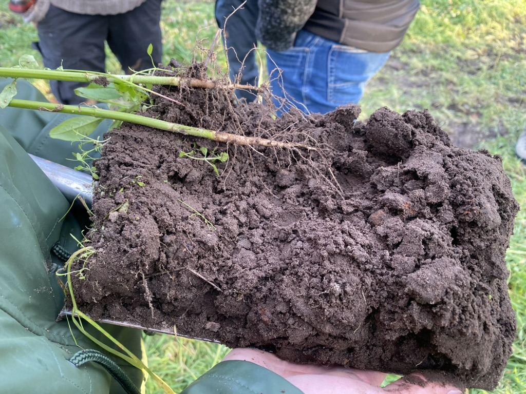 WSchaekel's tweet image. Bericht vom Hanf Feldtag in Mecklenburg-Vorpommern
Schwerpunkt Hanf als Zwischenfrucht zur Verbesserung der Humusbilanz.

#Hanf #Nutzhanf #HumusKlimaNetz

humus-klima-netz.de/2024-feldtag-b…