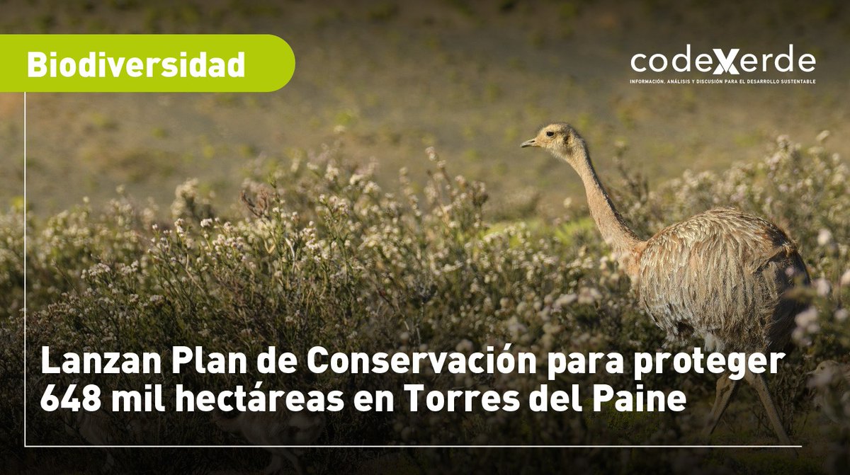 Codexverde tweet media