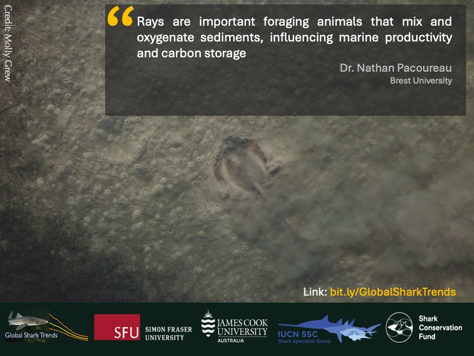 The decline and loss of sharks &amp; rays is a key example of how overfishing is eroding marine biodiversity. Stronger fisheries management is needed to ensure ocean biodiversity &amp; socioeconomic sustainability.
science.org/doi/10.1126/sc…
#OceanOptimism
🧵18/20
