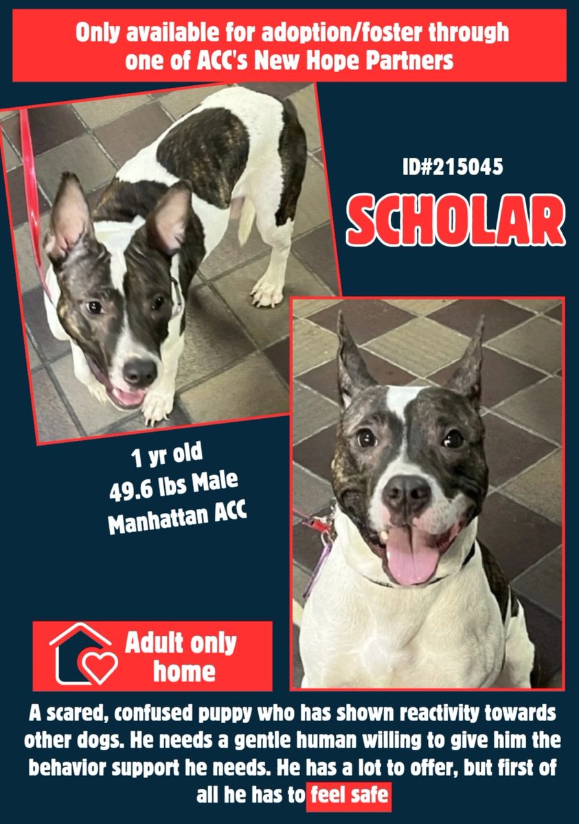 anja_brckner3's tweet image. Young #Scholar is a #NewIntake at #NYCACC  #Manhattan and already in #trouble 😦 He reacted to  other #dogs so they labeled him #RescueOnly 💔
He just needs #support to learn how to #behave  properly 🙏🏻

Please #FostersSaveLives 
#Pledge4Rescue 🙏🏻

nycacc.app/#/browse/215045