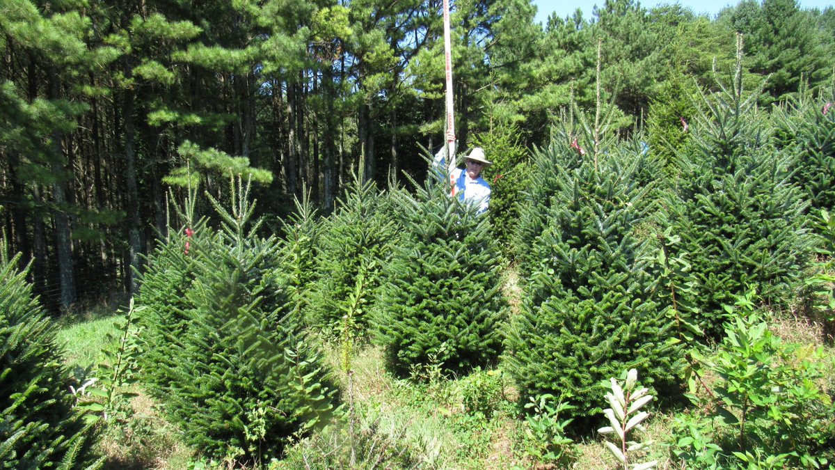 NC State Plant Breeding Consortium (@ncplantbreeding) on Twitter photo North Carolina is the second-largest producer of Fraser firs in the U.S. The <a href="/NCStateCNR/">NC State College of Natural Resources</a> Christmas Tree Genetics Program (<a href="/WhitehillLab/">NCSU Christmas Tree Genetics program (official)</a>) works to preserve this species' genetics and boost its resilience. Learn why saving the Fraser fir is so urgent: bit.ly/3ZH8Gk5 North Carolina is the second-largest producer of Fraser firs in the U.S. The <a href="/NCStateCNR/">NC State College of Natural Resources</a> Christmas Tree Genetics Program (<a href="/WhitehillLab/">NCSU Christmas Tree Genetics program (official)</a>) works to preserve this species' genetics and boost its resilience. Learn why saving the Fraser fir is so urgent: bit.ly/3ZH8Gk5
