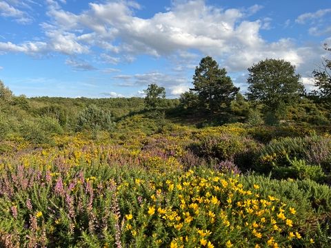 Thu 12 Dec | Suffolk Wildlife Trust: Wildlife Live Webinar - Wild Landscapes. More info... buff.ly/3OGbSpO