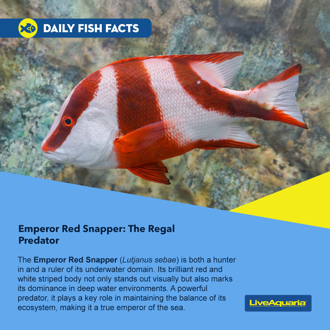 LiveAquaria's tweet photo. Other marine fish will stand at attention when they see the dramatic color palette of this juvenile marine fish. Does it keep this pattern during adulthood? Click the link to find out.
https://t.co/wfaZhqlcxf
#marinefish #saltwatertank #FOWLR #fishfact #emperorredsnapper https://t.co/iYHODenzrx