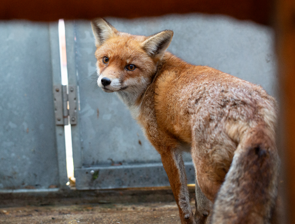 "Gatetrude" was trapped by her own leg, with signs she had been struggling for a while. However, some swelling, bruising and temporary inability to use her leg, found Gatetrude to be one lucky fox!
